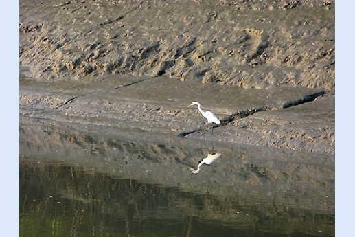 Viaggio in India 2008 - Sunderbans